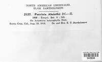 Puccinia absinthii image